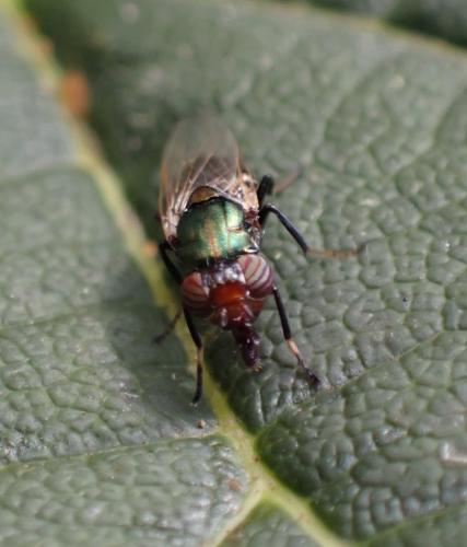 Réf. 308 492 : Physiphora alceae